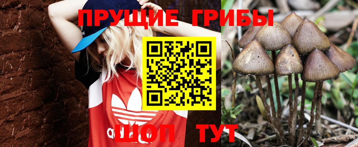 Галлюциногенные грибы прущие грибы  Вход с VPN  Вятские Поляны 